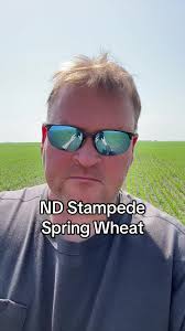 Exploring ND Stampede Spring Wheat in North Dakota