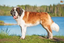 Image result for st bernard