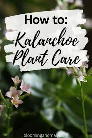 How To Kalanchoe Plant Care In 2020 Plant Care Kalanchoe Flowers Plants