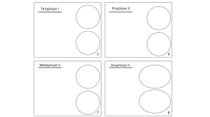Maybe you would like to learn more about one of these? Meiosis Flipbook Ppt Download