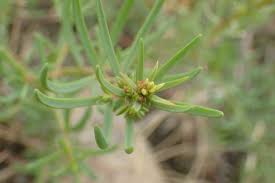 Image result for Suaeda articulata