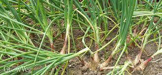 Do not plant the bulbs too deeply, push them into the soil roots side down, so the tops are still visible. Plan For A Bumper Yield Of Shallots