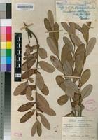 Image result for Diospyros chamaethamnus