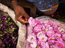 Check out our wholesale flower selection for the very best in unique or custom, handmade pieces from our shops. India Wholesale Roses On The Rise Flowerlink