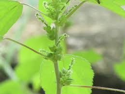 Image result for Acalypha ciliata