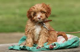 Cavapoo puppies are cute and adorable but there is a dark side to buying a puppy. 5 Things To Know About Cavapoo Puppies Greenfield Puppies