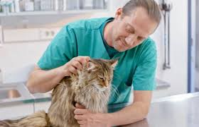 The vet will recommend a daily medication and suggest frequent checkups. Understanding Cat Heart Murmurs Lovetoknow