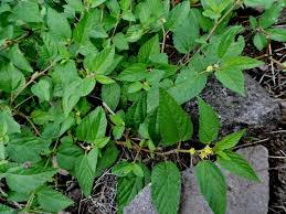 Image result for Corchorus aestuans