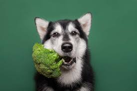We did not find results for: 10 Best Homemade Vegan Dog Food Recipes