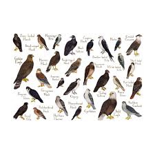 Birds Of North America Poster Framed Raptors Of North America Field Guide Art Print Bird Poster Raptors Eagles
