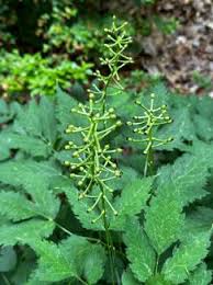 Image result for Faurea racemosa