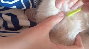 Follow these steps if you are using a pair of tweezers: How To Remove Tick From Cat The Simplest Way Youtube