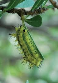 Image result for Pavetta zeyheri