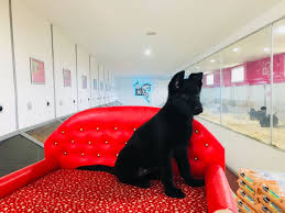 Club K9 Boxer Kopek Fiyatlari Boxer Ilan Sahiplendirme Kopek Boxer Siyah