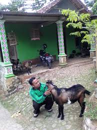 Bermain di lingkungan rumah kelas 2 (dua) sd/mi a. Soal Pas Uas Kelas 2 Semester 1 Kurikulum 2013 Tema 3 Tugasku Sehari Hari Paket 2 Mariyadi Com