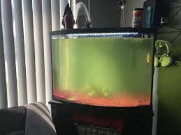 Api Algaefix 237Ml Aquarium Algae Treatment Fix Green Water - Api