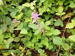 Image result for Desmodium intortum