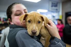 We are unique in that in a matter of hours we are able to fly large number of dogs and cats at wings of rescue all our pets are examined by licensed veterinarians and issued health certificates prior to their boarding our planes. 20 000 Shelter Pets Adopted Through Hsus Pet Store Conversion Program A Humane World