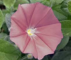Image result for Ipomoea nil