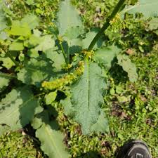 Image result for Rumex nepalensis