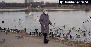 The crow flew over the river with a lump of raw liver. Geese May Not Inspire You But They Certainly Take Your Mind Off The Virus The New York Times