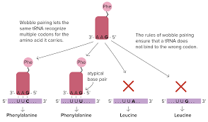 Trnas And Ribosomes Article Translation Khan Academy