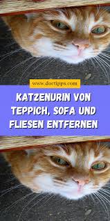 Welches hausmittel oder welcher chemische, herkömmliche haushaltsreiniger kann den katzenurin tief aus dem gewebe des teppichs entfernen? Pin Auf Haushalt