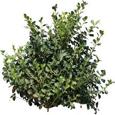 Download Png Image Bush Png Image Plants Shrubs Photoshop Nature Bush png nature leaf plant decoration branch element clip art floral tree silhouette abstract flower beauty bush png free vector we have about (61,168 files) free vector in ai, eps, cdr, svg vector. bush png image plants shrubs