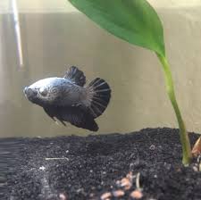 Find here details of companies selling betta fish, for your purchase requirements. My New Fishie Friends Sphynxlair