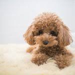 These fluffy toy poodle puppies are intelligent, affectionate, and energetic. Complete Toy Poodle Guide Need To Know Facts If Buying A Red Black Or Brown