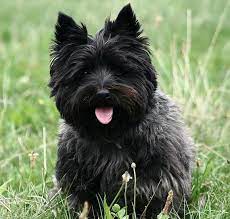 Bis in die 60er jahre wurden. Cairn Terrier Black Dog On One 16 Inch Fabric Panel To Sew Actual Picture Is Approx 8 X 10 On White Background Schwarze Hunde Cairn Terrier Terrier