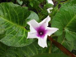 Kangkung sendiri ada dua macam, kangkung darat (nama latinnya ipomoea reptans) dan kangkung air (ipomoea aquatica). Kangkung Air Kangkung Air Ipomoea Aquatica Nelindah Flickr