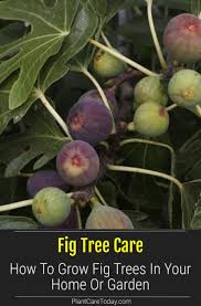 It is worth considering the fact, however, that choosing a tree and growing it in a container could allow you to grow a fruit tree that would not usually thrive in the. Pin On Growing