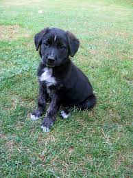 Giant breed1/2 lab 1/2 great dane. Black Lab German Shepherd Mix Puppies Lab German Shepherd Mix Puppy German Shepherd Mix Puppies Mix Puppies