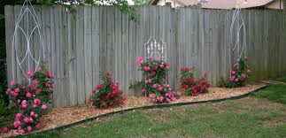 They are easy to get along with, disease resistant, and they bloom all summer with very little maintenance. Growing Knock Out Roses Beckwith S Treasures