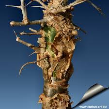 Image result for Commiphora mombassensis