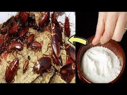 How To Get Rid Of Cockroaches Fast In Kitchen Cabinets With Natural Home Remedies Youtube Kitchen Cabnets Kitchen Cabinets Kitchen