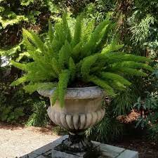 Foxtail ferns are not really ferns, as they're multiplied from seeds and produce no spores. Foxtail Fern Naturehills Com