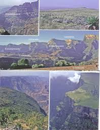 Image result for Girardinia bullosa