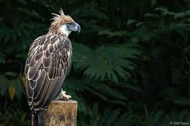 What would be the basis? Philippine Eagle Pithecophaga Jefferyi