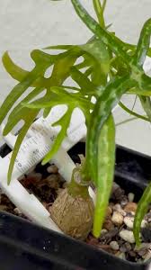 Image result for Adenia kirkii