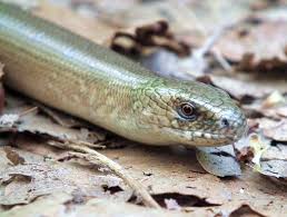 Padalec Zwyczajny Anguis Fragilis Mapio Net