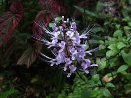 Image result for Orthosiphon schimperi