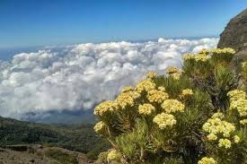 Anaphalis javanica, yang dikenal secara populer sebagai edelweiss jawa (javanese edelweiss) atau bunga senduro, adalah tumbuhan endemik zona alpina/montana di berbagai pegunungan tinggi nusantara. 10 Tempat Terindah Untuk Melihat Bunga Edelweiss Di Indonesia