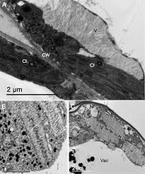 Image result for Barleria megalosiphon