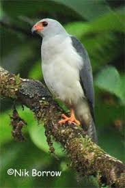 Grey Bird With Orange Wings Grey Headed Goshawk Pet Birds Australian Birds Raptor Bird Of Prey
