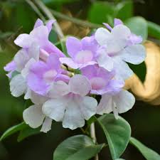 The flowers bear a resemblance to those of shrub hydrangeas, and the dried flower heads and peeling bark give the plant good winter interest. Garlic Vine Purple Pink To White Mansoa Alliacea Flowering Plant Nestreeo Com