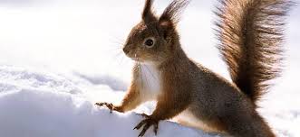 Don't bother with those silly ultrasonic devices. How Squirrels And Chipmunks Break Into Homes In Winter