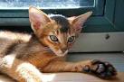 Abyssinian Kittens for Sale by Reputable Breeders ...