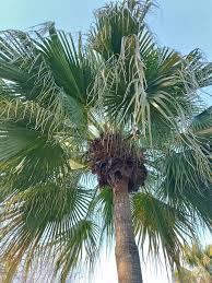 Image result for Livistona chinensis
